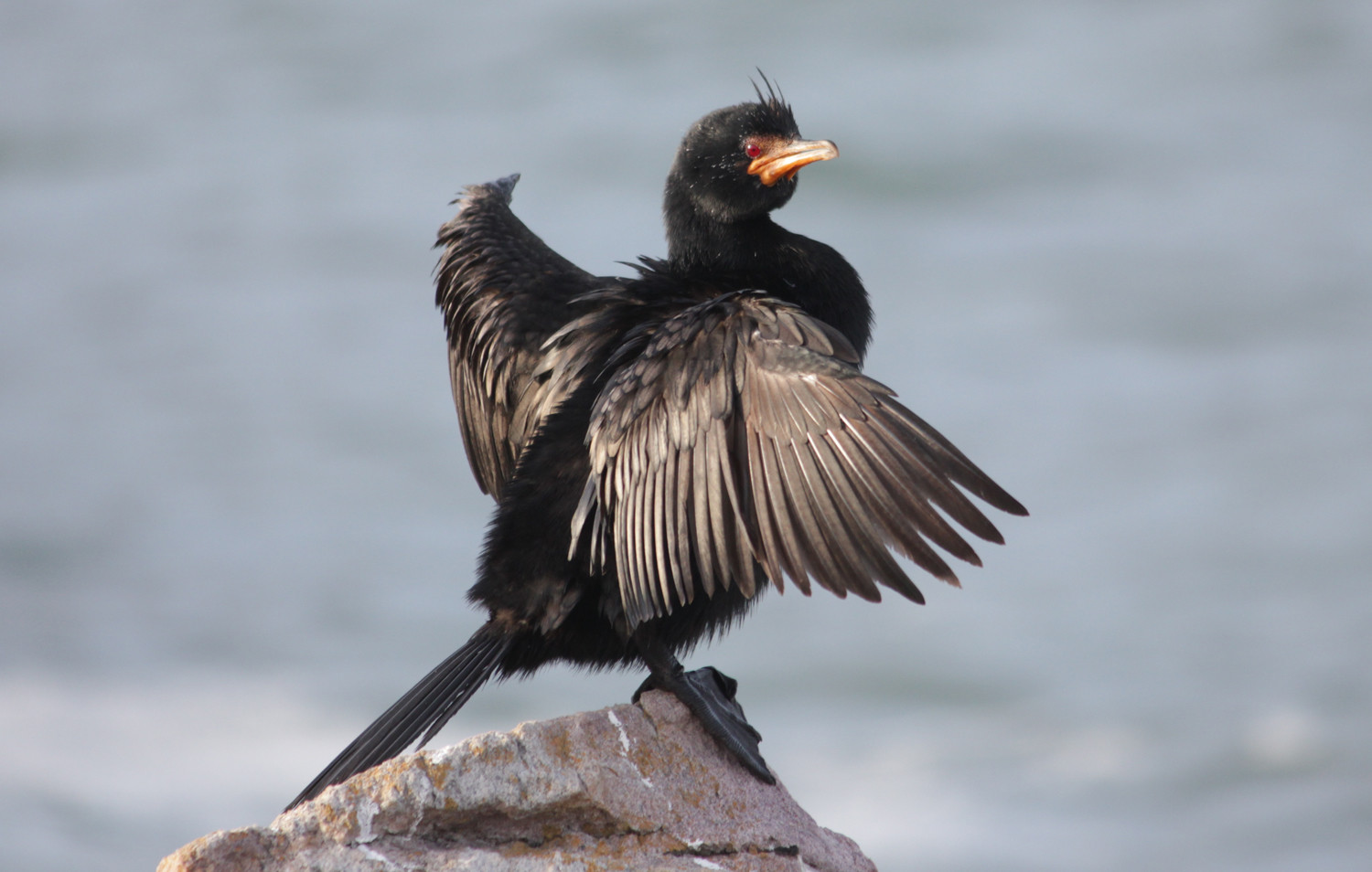 image Crowned Cormorant